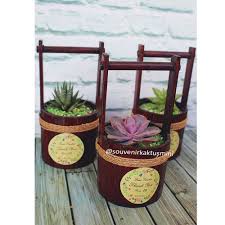 Unik kaktus sukulen 254 haworthia viscosa spiral limited. Pin Auf Succulents For Wedding Souvenir