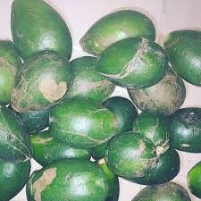 Image result for Hunteria umbellata