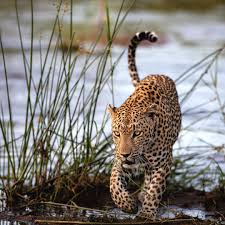 After The Crossing Thisiswhywildeye Africanamazing Igscwildlife Wildeyesa Wonderousnature Pocket Family Nature Perfec Wild Cats Big Cats African Animals
