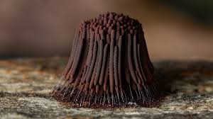 Image result for Stemonitis splendens