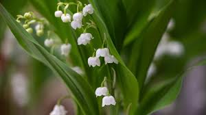 La vente du muguet par des particuliers, une pratique réglementée
