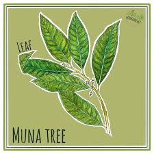 Image result for Pouteria adolfi-friedericii