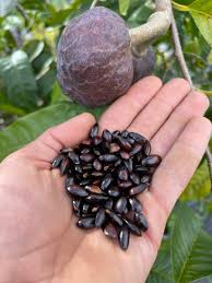 Image result for Annona reticulata