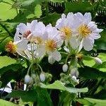 Image result for Sparrmannia