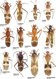 Industry:sporting goods and bicycle shops. Revision Of The Nearctic Genus Coquillettia Uhler With A Transfer To The Tribe Phylini The Description Of 14 New Species A New Synonymy And The Description Of Two New Nearctic Genera Leutiola