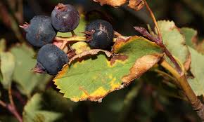 Image result for indiánská borůvka obrázek