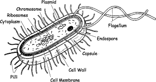 We did not find results for: Https Learn Careers360 Com School Question Draw A Labelled Diagram Of A Bacterial Cell 21572