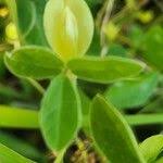 Image result for Macrotyloma tenuiflorum