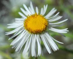 Image result for Erigeron schimperi