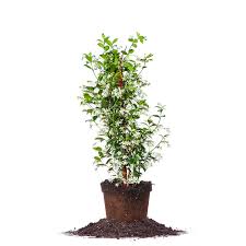 Grown in zones 5 to 8, it gets to be 3 to 5 feet tall with a somewhat greater width. Star Jasmine For Sale Buy Jasmine Plant Online Perfect Plants
