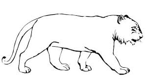 Tiger Without Stripes Coloring Page Free Printable Coloring Pages Coloring Pages Animal Coloring Pages Zoo Animal Crafts