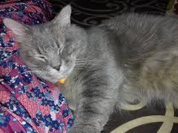We did not find results for: Lengkap Arti Mimpi Digigit Kucing Menurut Ahli Yang Benar