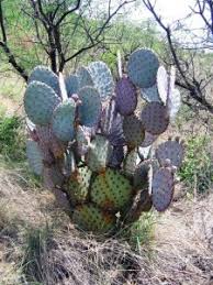 A genus in the cactus family, cactaceae. Opuntia Chlorotica Santa Rita Blue Prickly Pear Cactus Hot