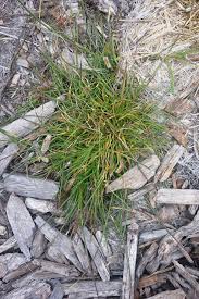 Image result for Hainardia