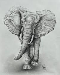 Elephant Pencil Drawing Print Elephant Artwork Elephant Sketch Animal Drawings Sketches