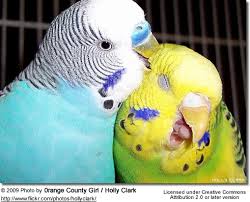 If they are constantly fighting they are not a bonded pair. Budgerigars Breeding Nesting In The Wild And Captivity Beauty Of Birds