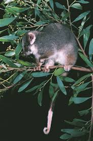 Check spelling or type a new query. Common Ringtail Possum The Australian Museum