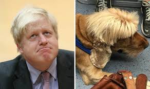 Boris johnson appeared on television to claim 'personal responsibility' for the ongoing brexit debacle, all while sporting a new haircut which many saw as a sign of an impending leadership challenge. A Dog With A Boris Johnson Haircut Spotted By Labour Councillor On Morning Commute Uk News Express Co Uk