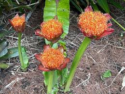 Image result for Scadoxus puniceus