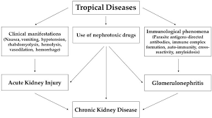 Hypertension associated with renal parenchymal disease occurs as a complication of a wide variety of glomerular and interstitial renal diseases and may accelerate the. Neglected Tropical Diseases With An Impact On Kidney Function Intechopen