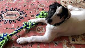 Check spelling or type a new query. We Needed Each Other In This Crazy Mess Is The Pandemic A Good Time To Rescue A Dog Marketwatch