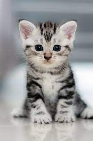 Fakten rund um katzen grundbedürfnisse. 31 Baby Katzen Cute Cats And Dogs Cute Baby Animals Cute Animals