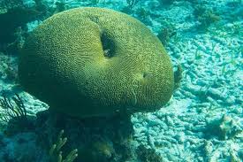 The corals that build reefs are known as hard or the coral polyps that build the reef survive by forming a symbiotic relationship with microscopic algae called zooxanthellae. Gardening In The Arabian Gulf Times Higher Education The