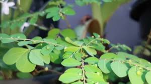 Image result for Phyllanthus tenellus