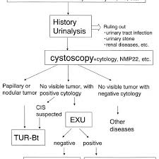 What are some other reasons for imaging the urinary tract? Algorithm For Diagnosis Of Bladder Cancer Exu Excretory Urography Download Scientific Diagram