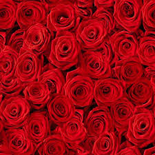 Some example of daily use sentences are given below. 21 Special Rose Color Meanings Rose Flower Meanings For Valentine S Day