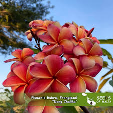 Image result for Plumeria rubra