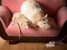 Ab wann ist ein fuß ausgewachsen? Dwarf Ratten Die Zwerge Unter Den Ratten Farbratten Zucht Karni Mata