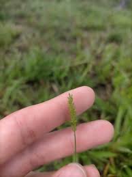 Image result for Sacciolepis indica