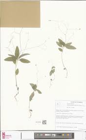 Image result for Wahlenbergia hookeri