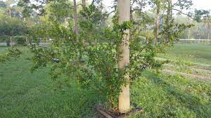 Cherry tree hill is situated nearby to mount stepney, close to saint nicholas abbey. Barbados Cherry Tree Food Forest Permaculture Food Forest Cherry Tree Permaculture