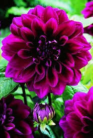 09079 Thomas Edison Horst Gewiehs Gmbh Blumenzwiebel Import Und Grosshandel All Flowers Dahlia Flowers