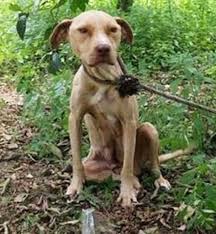 Pitbull protects secret despite being tied to tree