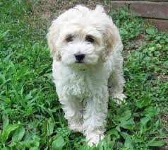 Black Bichon Frise Puppy Bichon Frise Cocker Spaniel Mix Cocker Spaniel Mix Cocker Spaniel Unique Dog Breeds