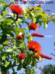 Image result for Combretum sp. A