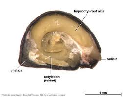 Image result for Xenostegia pinnata