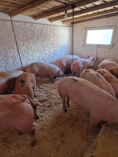 Recenzie IverProtect™ pentru animale