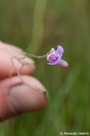 Image result for Genlisea africana