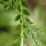 Image result for Selaginella vogelii