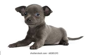 Chihuahua Puppy Old Week Images Stock Photos Vectors Shutterstock