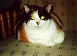 「http://macska.tv/node/ stress」的圖片搜尋結果