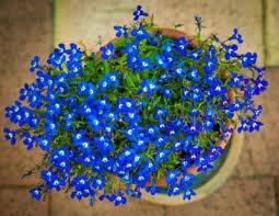 Lobelia Winter Hardiness Learn How To Overwinter Lobelia Plants Plants Lobelia Flowers Annual Flowers