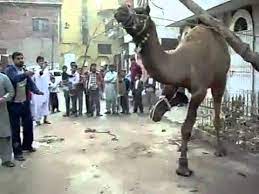 Camels in saudi arabia unfazed as desert is covered in snow. Camel Sacrifice Out Of Control Part 1 Raheemgeo Flv Youtube