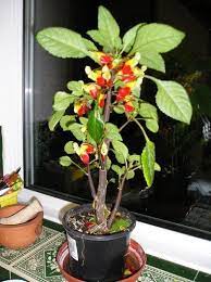 Cockatoos are one of 4 parrot families in the order psittaciformes with 21 species. Congo Cockatoo Parrot Plant Impatiens Niamniamensis Plants Front Yard Landscaping Design House Plants