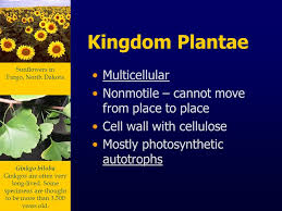 Unit 11 Classification Of Living Things Ppt Download