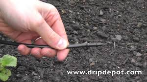If the water status of the plant is severely deficient the leaves will wilt, curl, and sunburn. How To Install A Drip Irrigation System For Trees Youtube